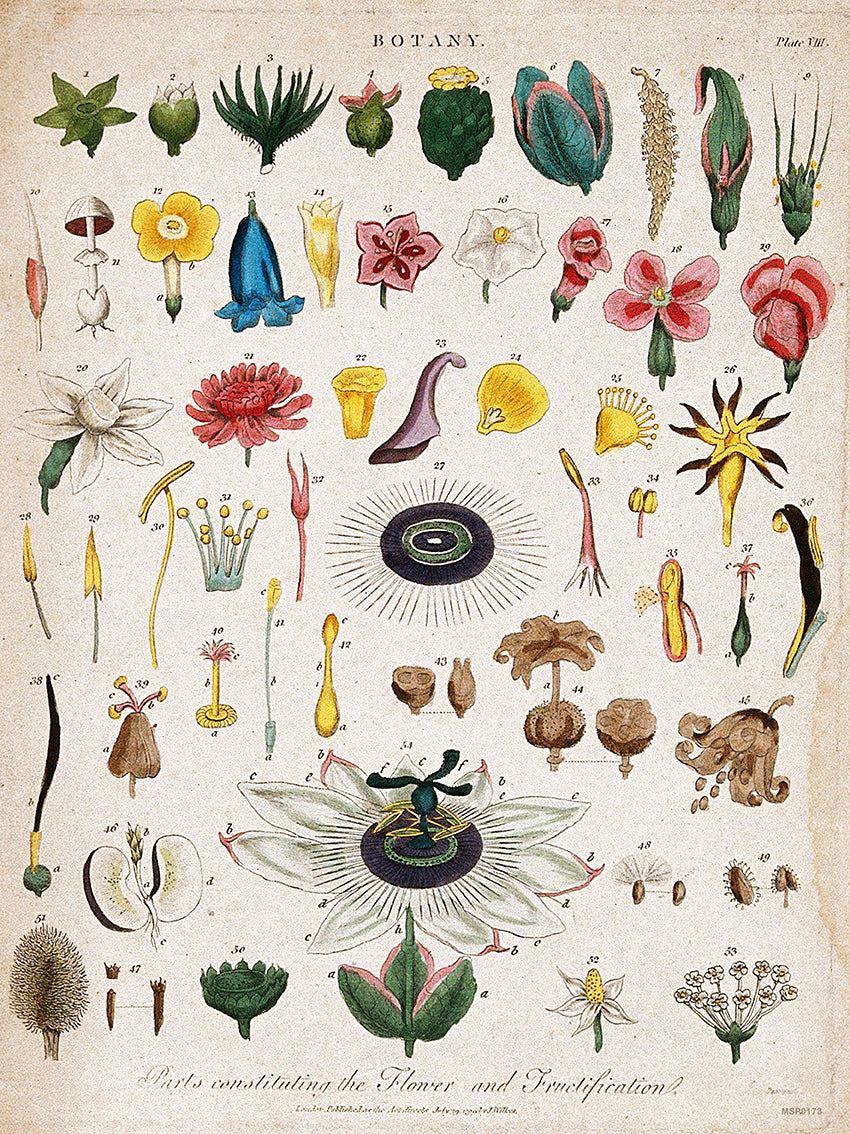 Vintage botanical illustration, titled "Parts constituting the Flower and Fructification Wall Art Print 30x40cm
