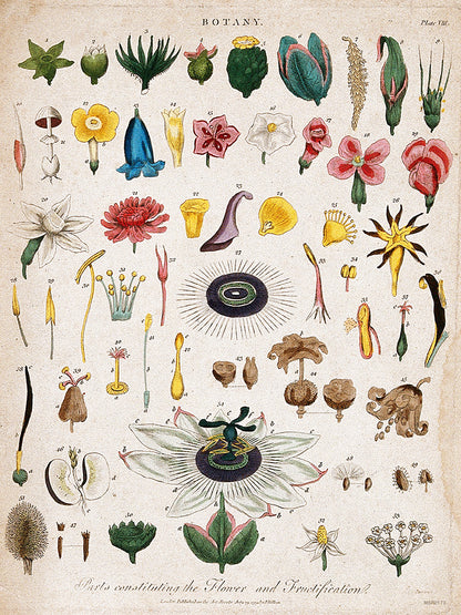 Vintage botanical illustration, titled "Parts constituting the Flower and Fructification Wall Art Print 30x40cm
