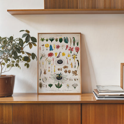 Vintage botanical illustration, titled "Parts constituting the Flower and Fructification Wall Art Print 30x40cm