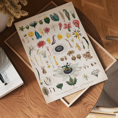 Vintage botanical illustration, titled "Parts constituting the Flower and Fructification Wall Art Print 30x40cm