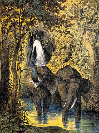 Two elephants bathing in a stream by Adam White 30x40cm Art Poster Print