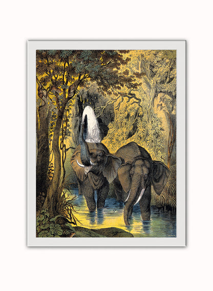 Two elephants bathing in a stream by Adam White 30x40cm Art Poster Print White Frame