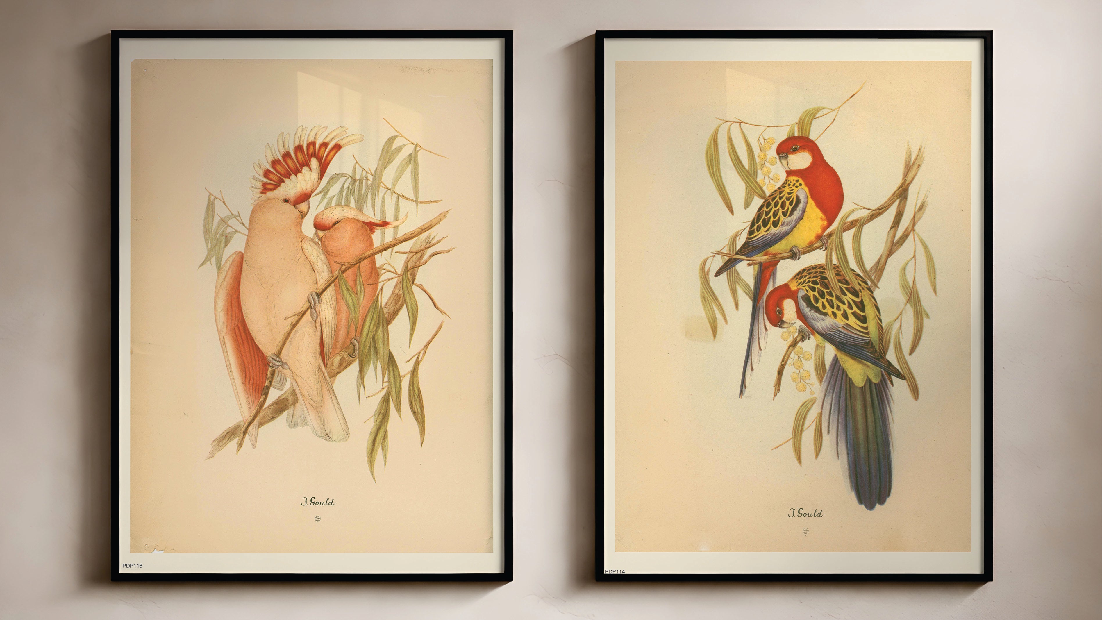NATURAL HISTORY & BOTANICAL SMALL ART PRINTS (30X40cm) – On the