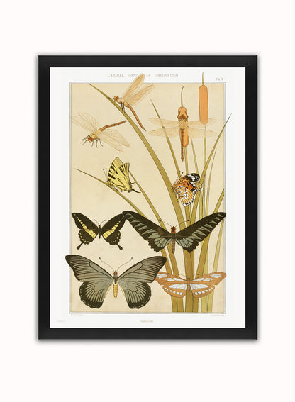Botanical Print – Maurice Pillard Verneuil. Botanical Wall Art 30x40cm Black Frame