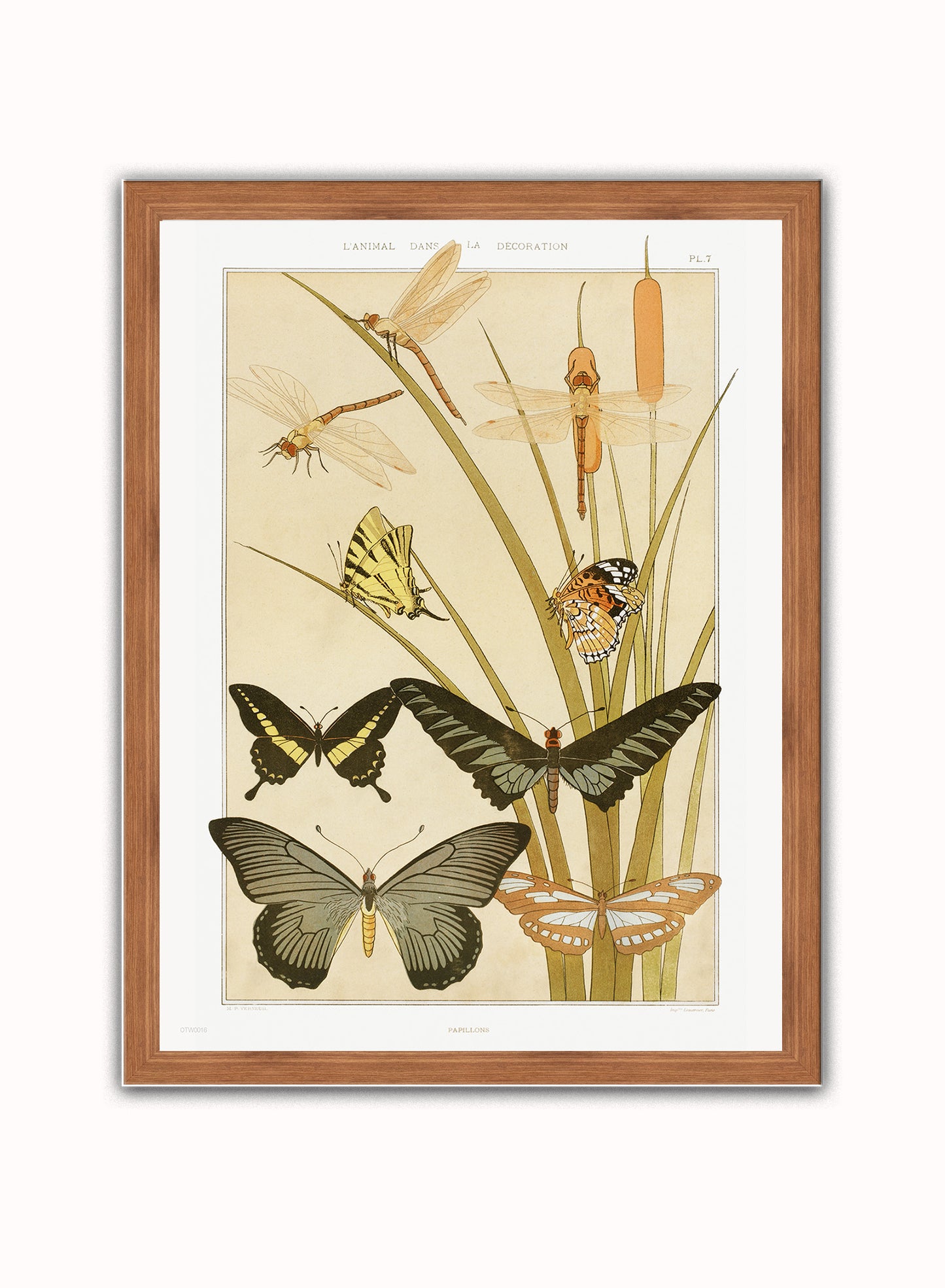 Botanical Print – Maurice Pillard Verneuil. Botanical Wall Art 30x40cm Dark Wood