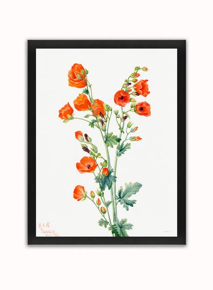 Botanical Print – Mary Vaux Walcott. Botanical Wall Art 30x40cm Black Frame