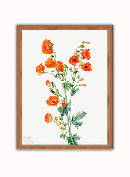 Botanical Print – Mary Vaux Walcott. Botanical Wall Art 30x40cm Dark Wood