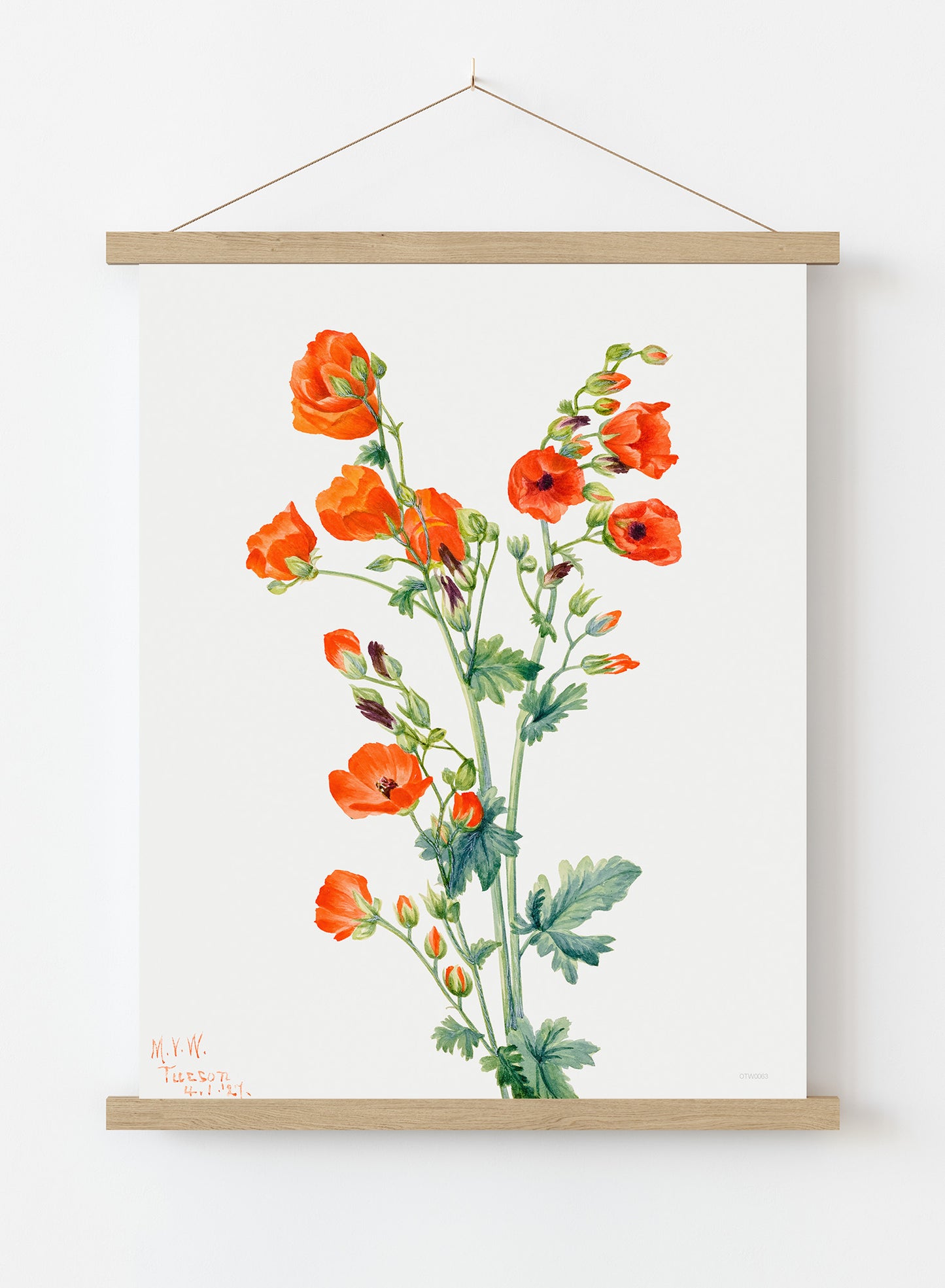Botanical Print – Mary Vaux Walcott. Botanical Wall Art 30x40cm Hanger