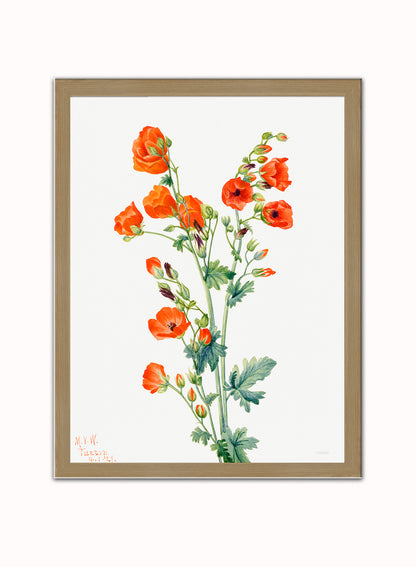 Botanical Print – Mary Vaux Walcott. Botanical Wall Art 30x40cm Light Wood