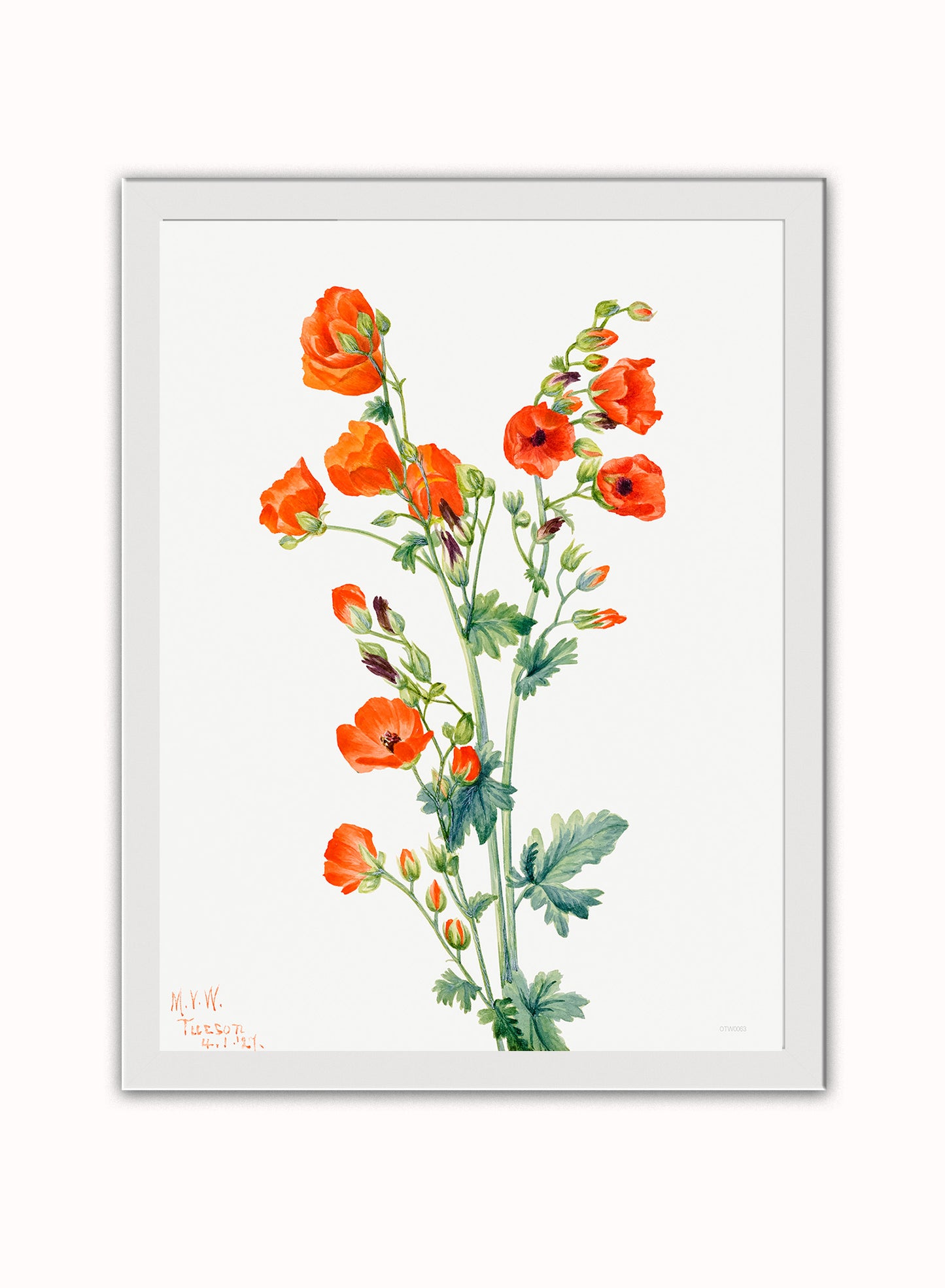 Botanical Print – Mary Vaux Walcott. Botanical Wall Art 30x40cm White Frame