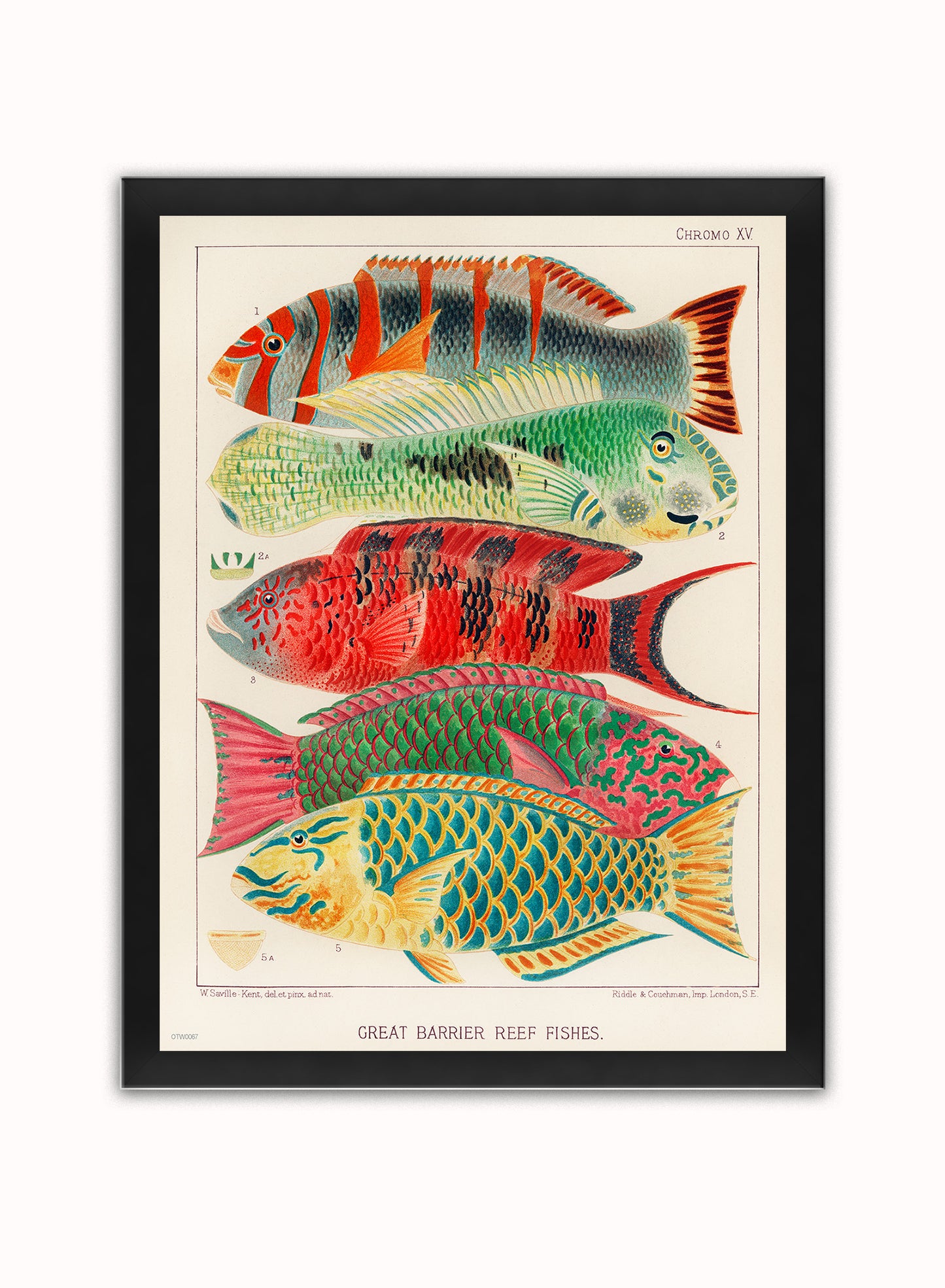 Great Barrier Reef Fish Natual History Vintage Vintage Art Wall Art Print 30x40cm Black Frame