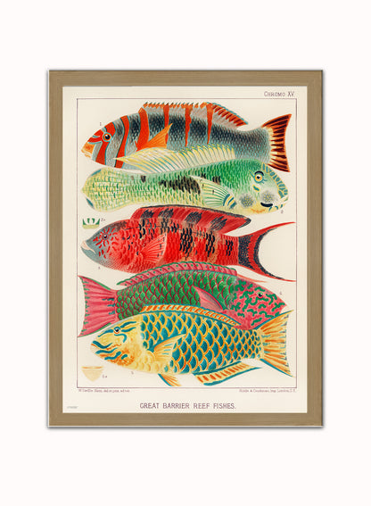 Great Barrier Reef Fish Natual History Vintage Vintage Art Wall Art Print 30x40cm Light Wood