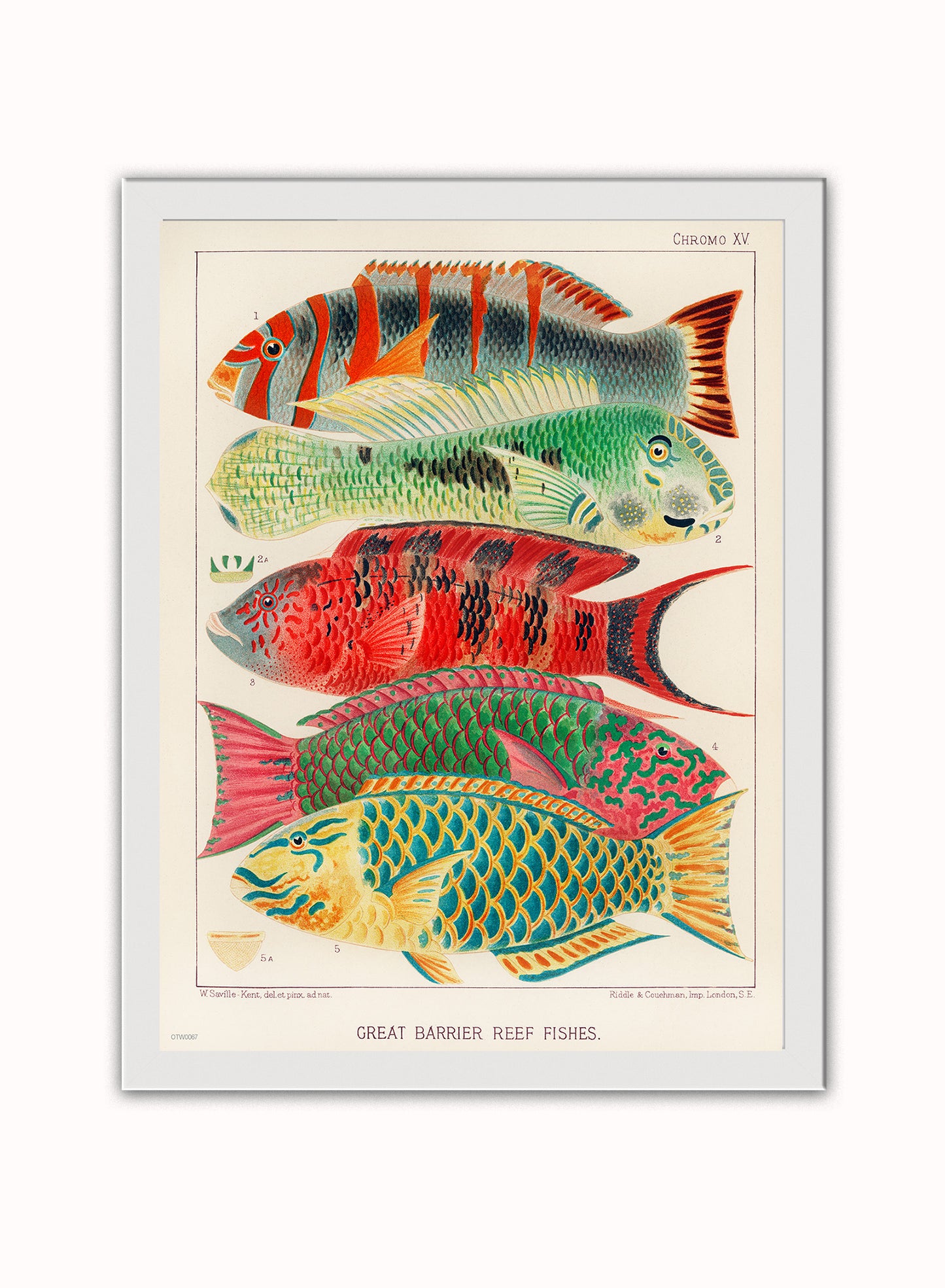 Great Barrier Reef Fish Natual History Vintage Vintage Art Wall Art Print 30x40cm White Frame