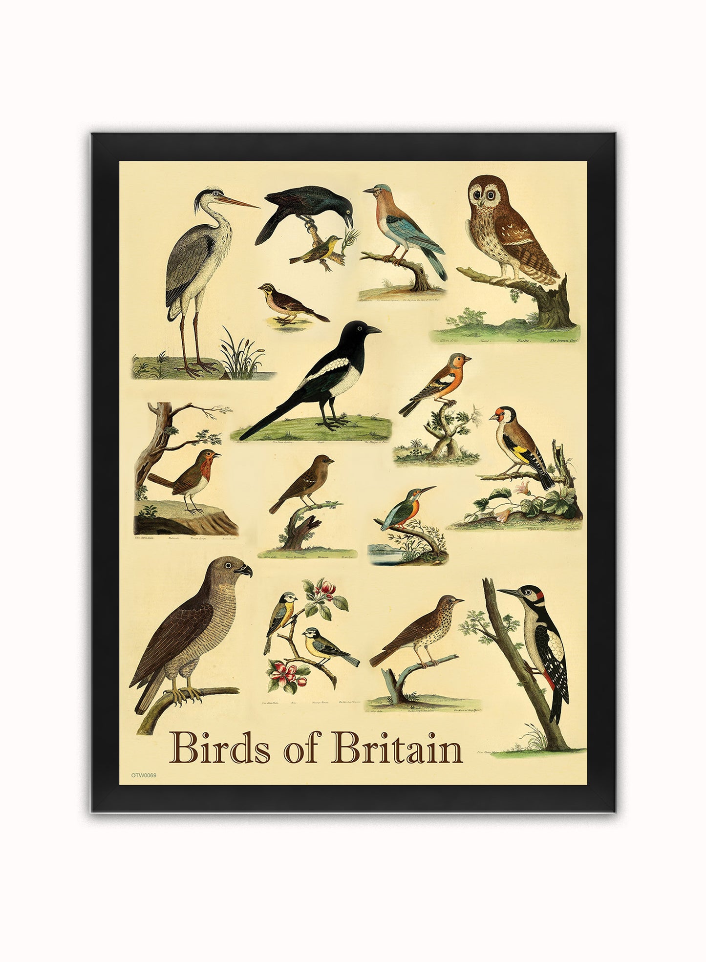 Birds of Britain Natural History Vintage Poster Wall Art Print 30x40cm Black Frame