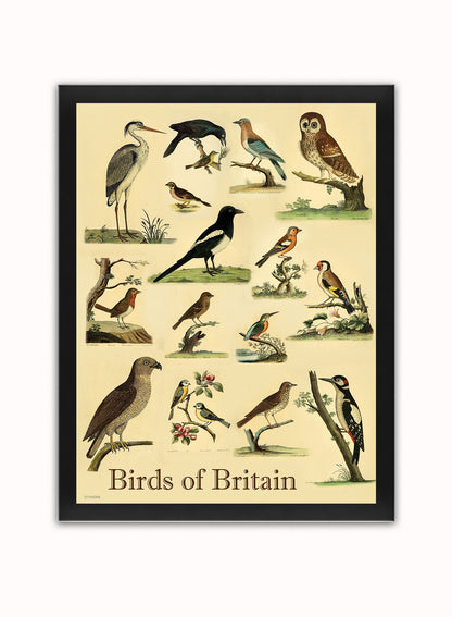 Birds of Britain Natural History Vintage Poster Wall Art Print 30x40cm Black Frame