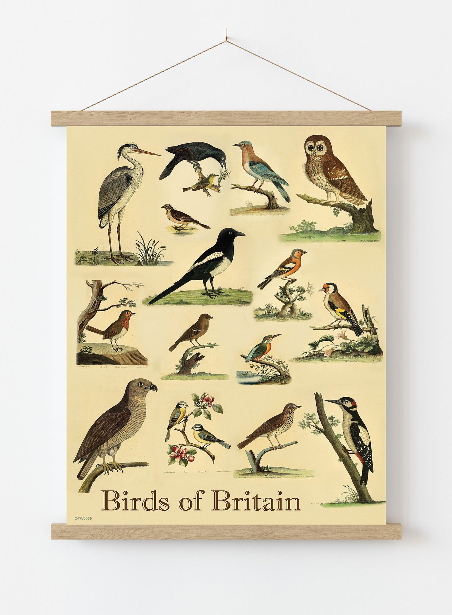Birds of Britain Natural History Vintage Poster Wall Art Print 30x40cm Hanger