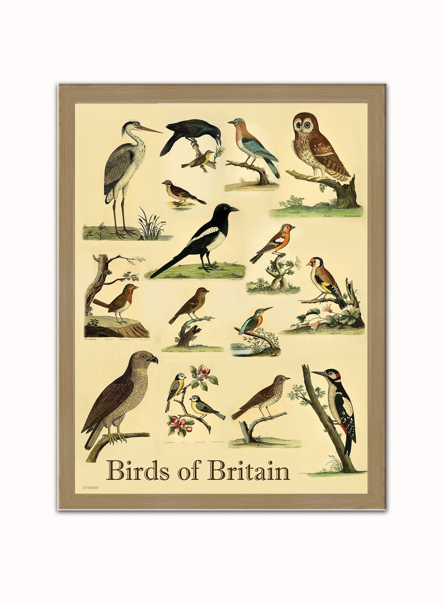 Birds of Britain Natural History Vintage Poster Wall Art Print 30x40cm Light Wood