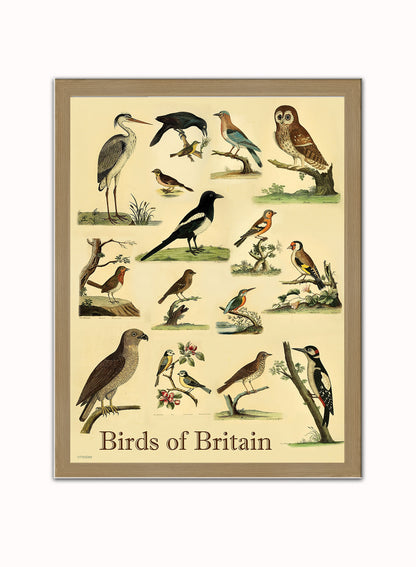 Birds of Britain Natural History Vintage Poster Wall Art Print 30x40cm Light Wood