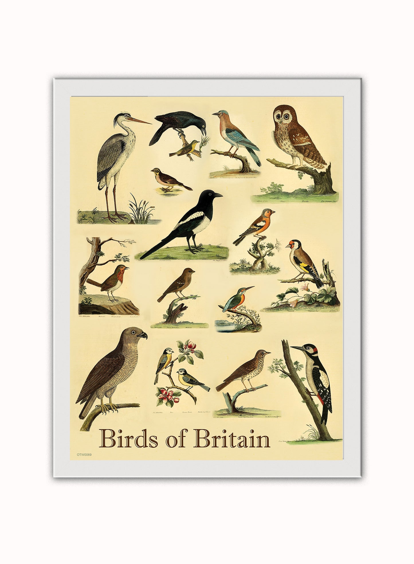 Birds of Britain Natural History Vintage Poster Wall Art Print 30x40cm White Frame
