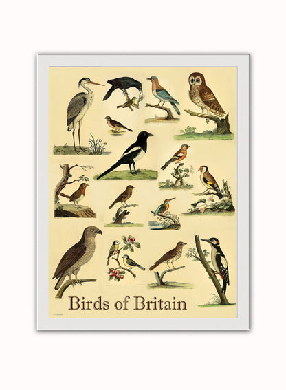 Birds of Britain Natural History Vintage Poster Wall Art Print 30x40cm White Frame