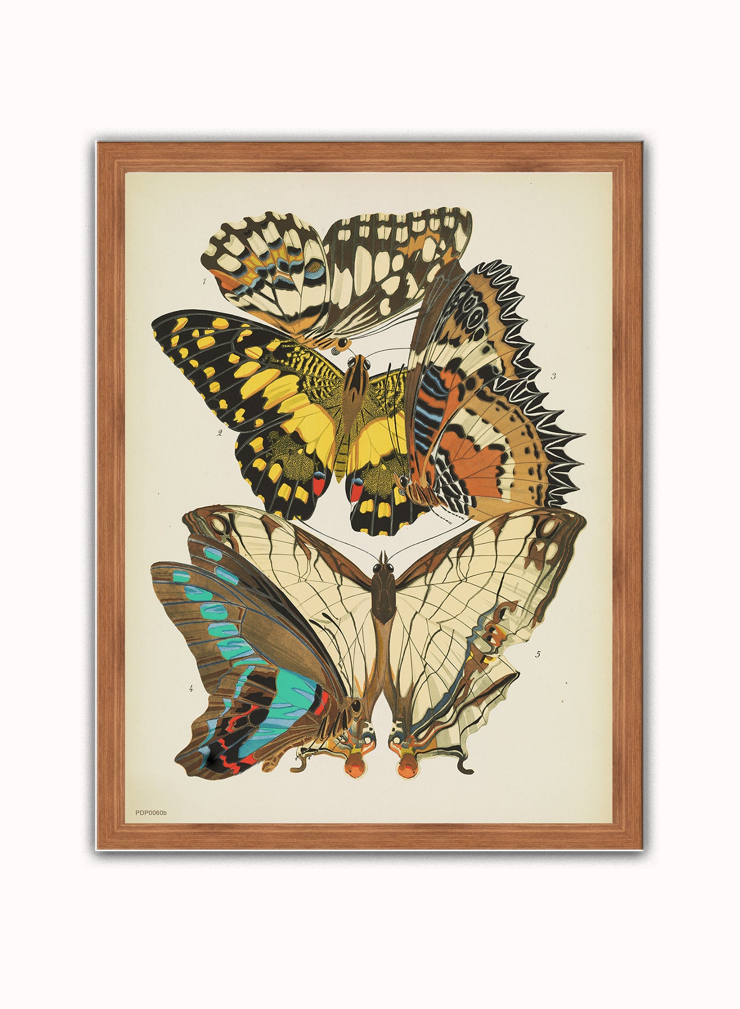 Plate 9, from Papillons, pub. 1925 by Émile-Allain Séguy Vintage Art Wall Art Print 30x40cm Dark Wood
