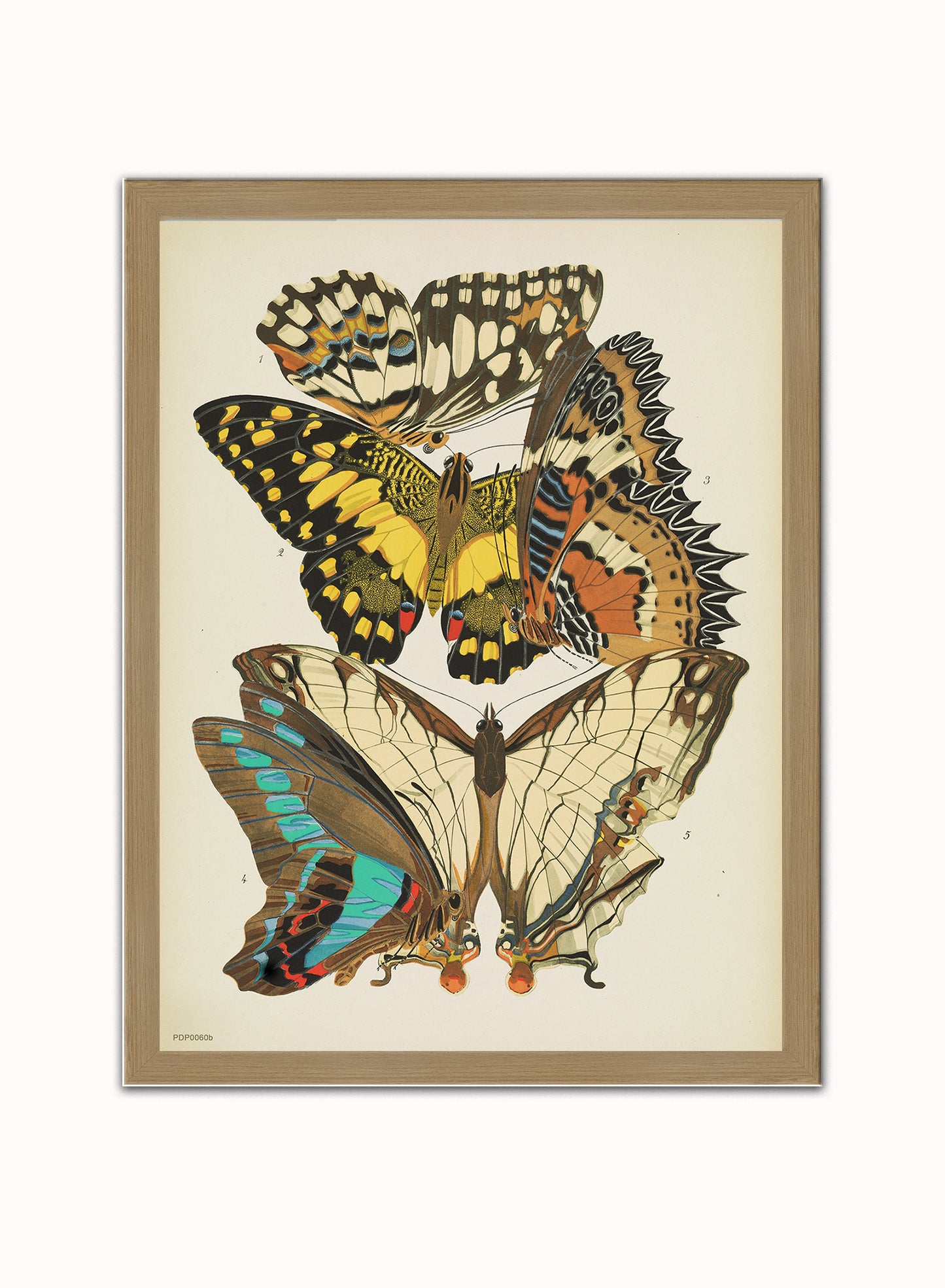Plate 9, from Papillons, pub. 1925 by Émile-Allain Séguy Vintage Art Wall Art Print 30x40cm Light Wood
