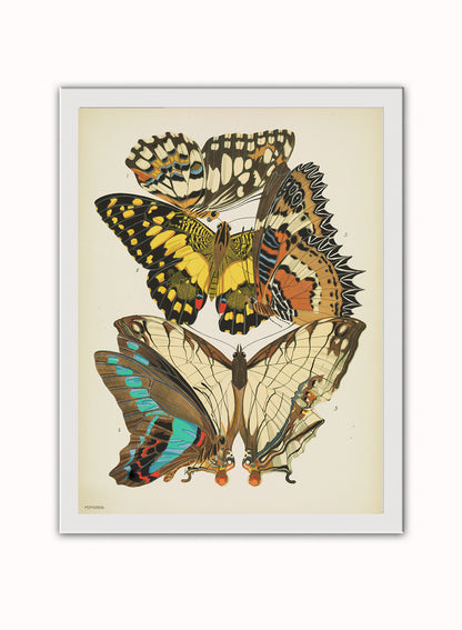 Plate 9, from Papillons, pub. 1925 by Émile-Allain Séguy Vintage Art Wall Art Print 30x40cm White Frame