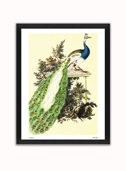 Peacock Natural History Vintage Poster Wall Art Print 30x40cm Black Frame
