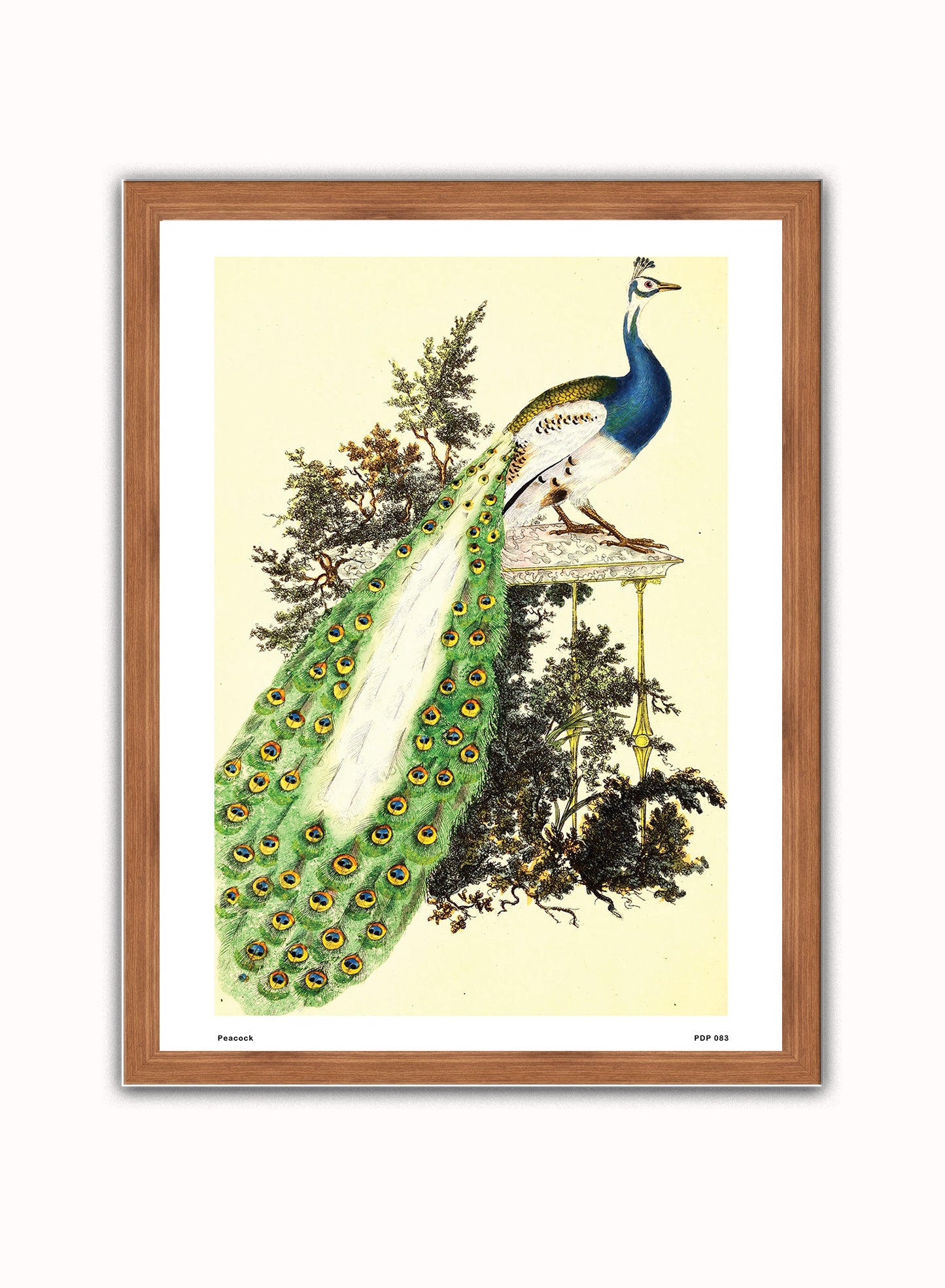 Peacock Natural History Vintage Poster Wall Art Print 30x40cm Dark Wood