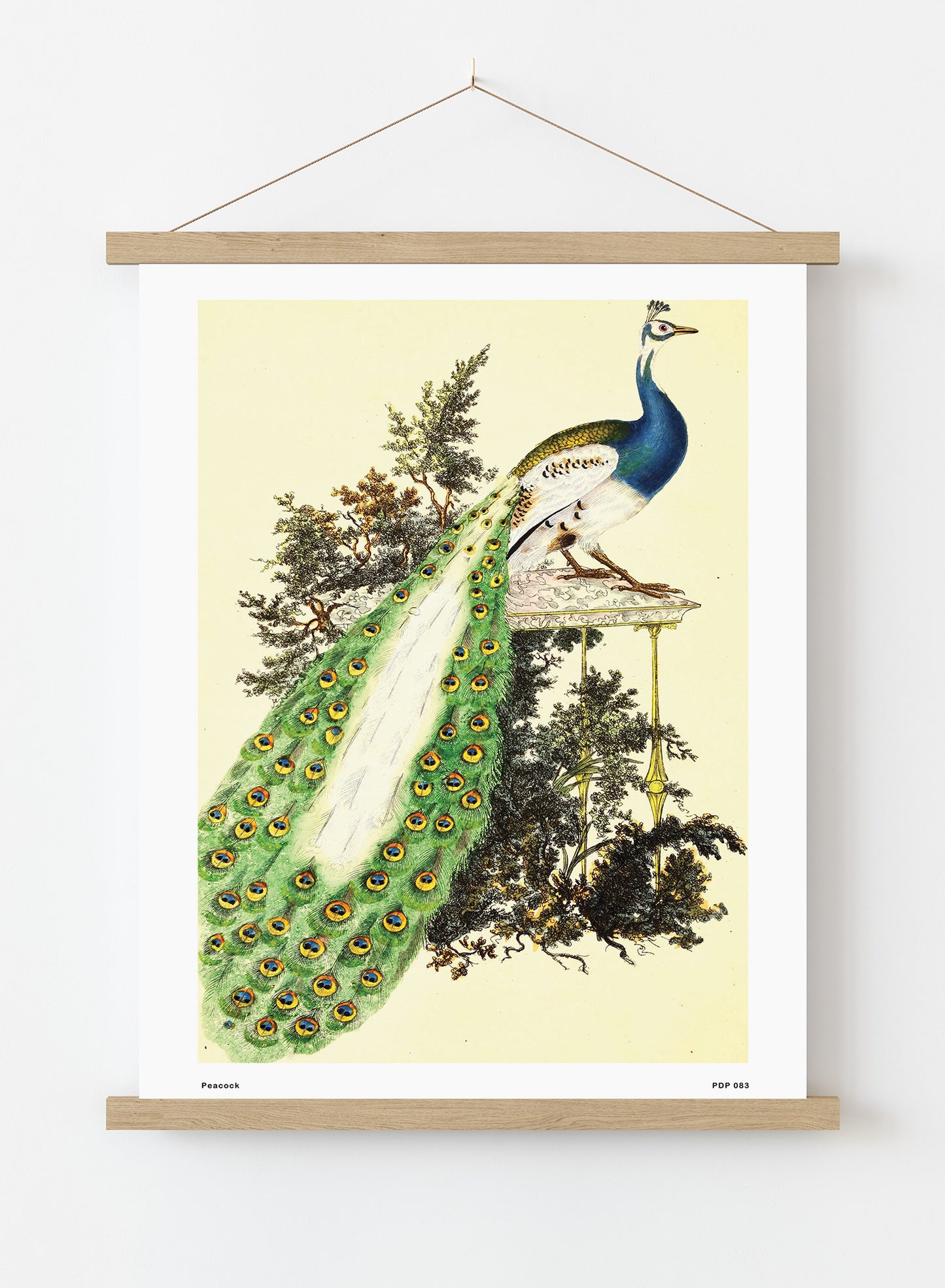 Peacock Natural History Vintage Poster Wall Art Print 30x40cm Hanger
