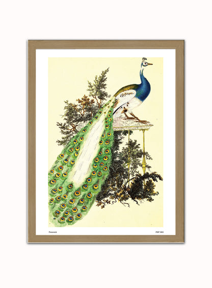 Peacock Natural History Vintage Poster Wall Art Print 30x40cm Light Wood
