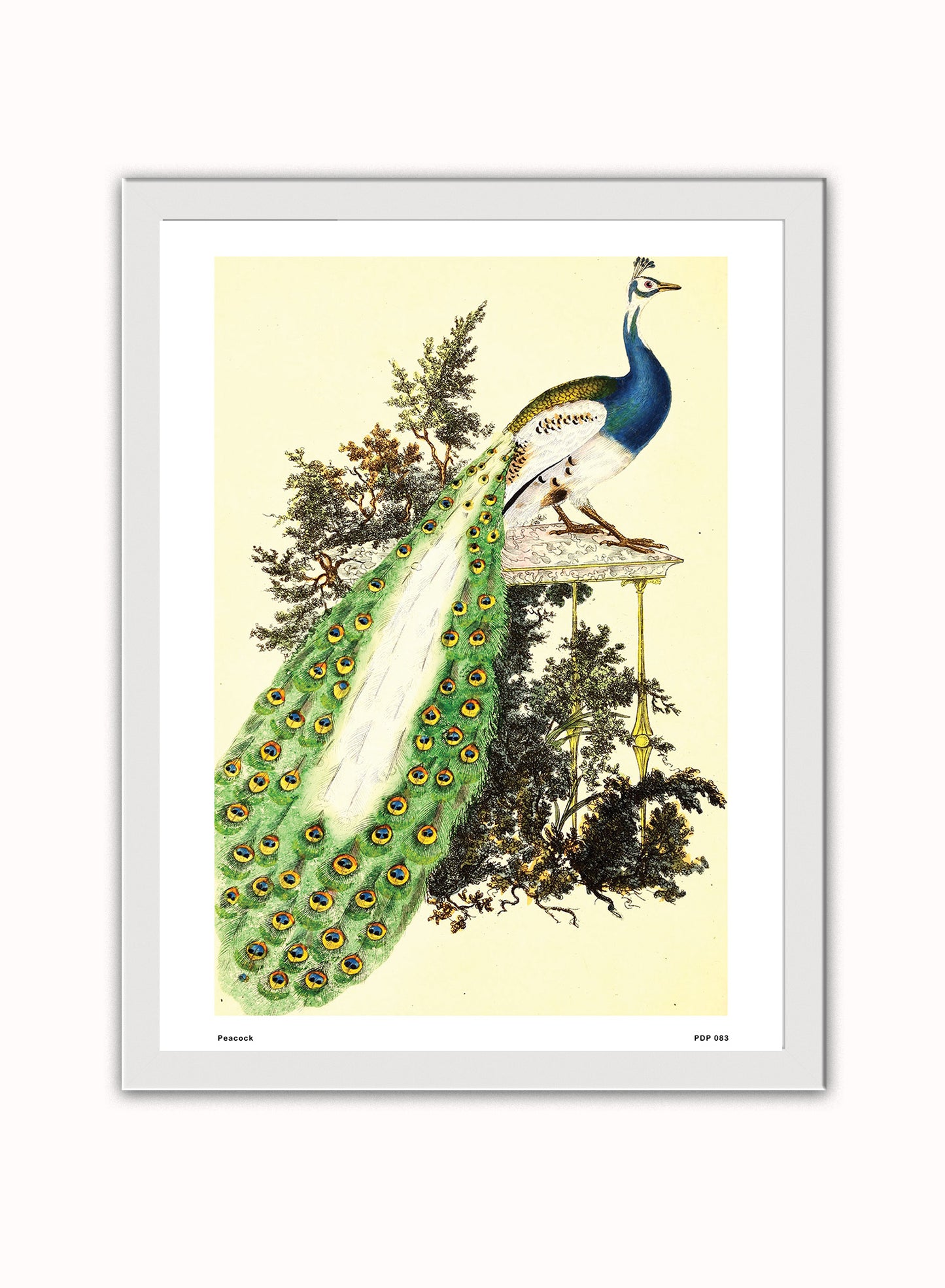 Peacock Natural History Vintage Poster Wall Art Print 30x40cm White Frame