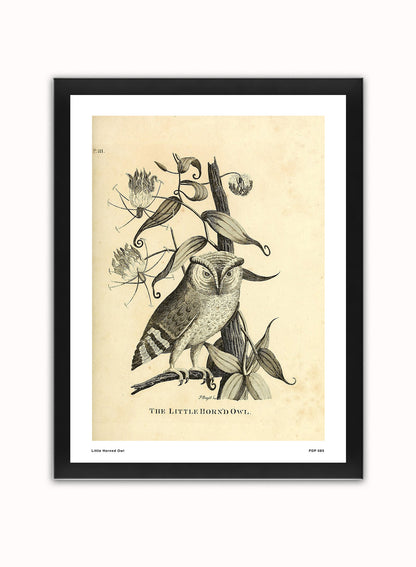 Little Horned Owl Natural History Vintage Poster Wall Art Print 30x40cm Black Frame