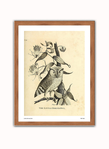 Little Horned Owl Natural History Vintage Poster Wall Art Print 30x40cm Dark Wood