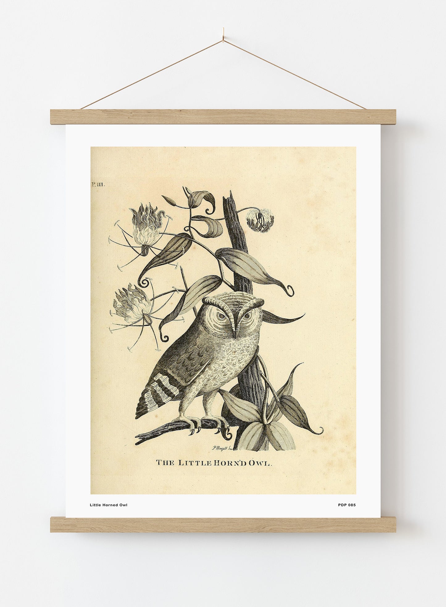 Little Horned Owl Natural History Vintage Poster Wall Art Print 30x40cm Hanger