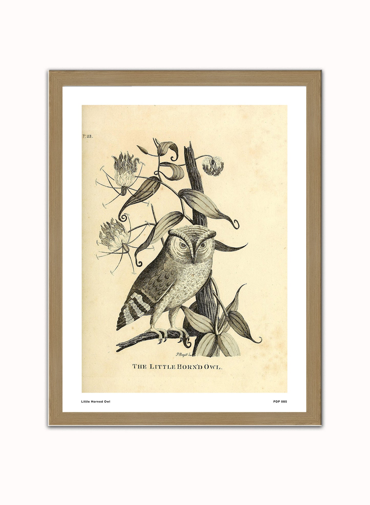 Little Horned Owl Natural History Vintage Poster Wall Art Print 30x40cm Light Wood