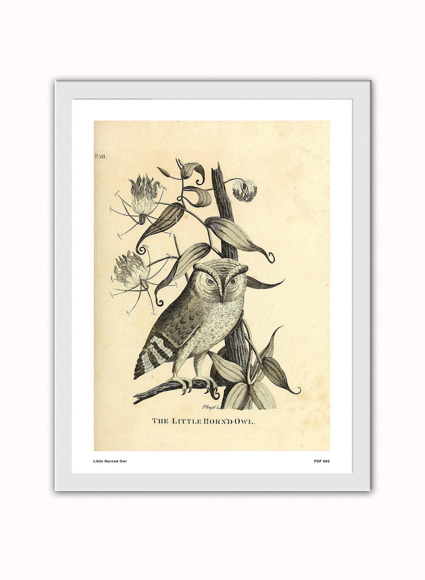 Little Horned Owl Natural History Vintage Poster Wall Art Print 30x40cm White Frame