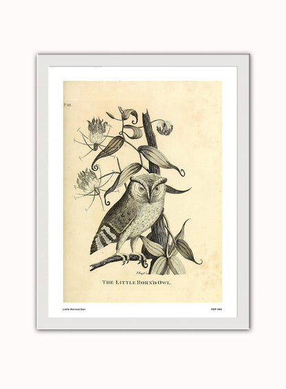 Little Horned Owl Natural History Vintage Poster Wall Art Print 30x40cm White Frame