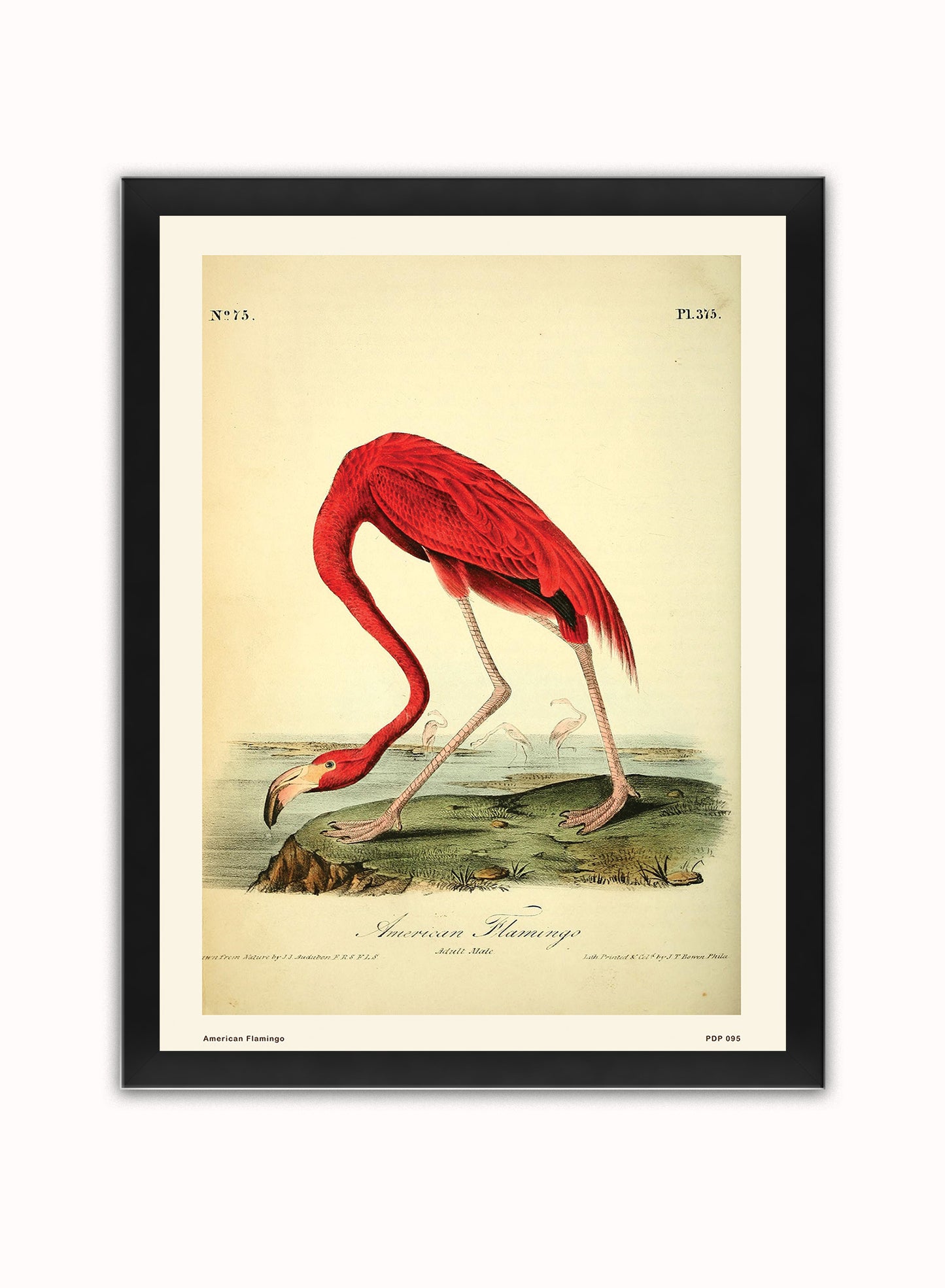 American Flamingo Natural History Vintage Poster Wall Art Print 30x40cm Black Frame