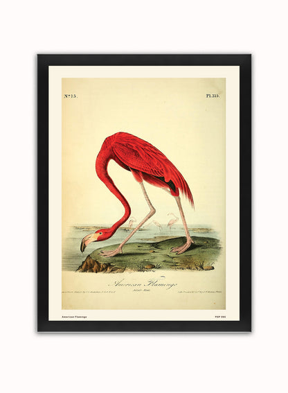 American Flamingo Natural History Vintage Poster Wall Art Print 30x40cm Black Frame