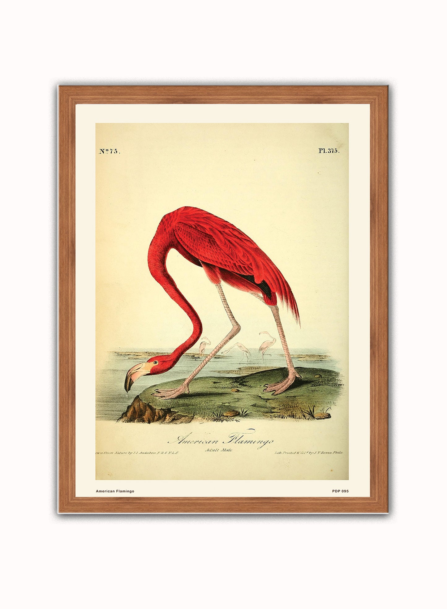 American Flamingo Natural History Vintage Poster Wall Art Print 30x40cm Dark Wood