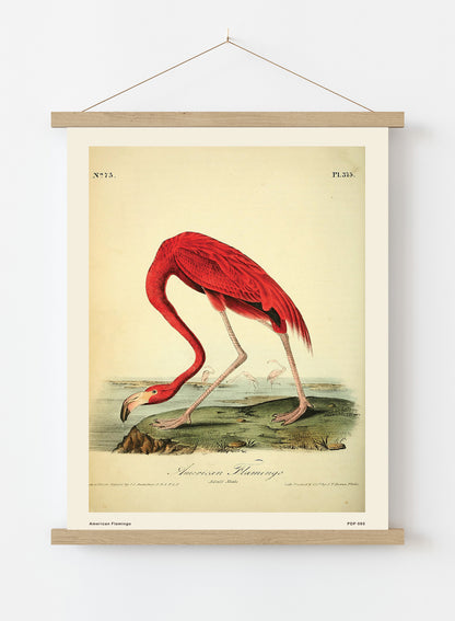American Flamingo Natural History Vintage Poster Wall Art Print 30x40cm Hanger
