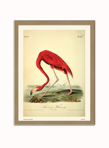 American Flamingo Natural History Vintage Poster Wall Art Print 30x40cm Light Wood
