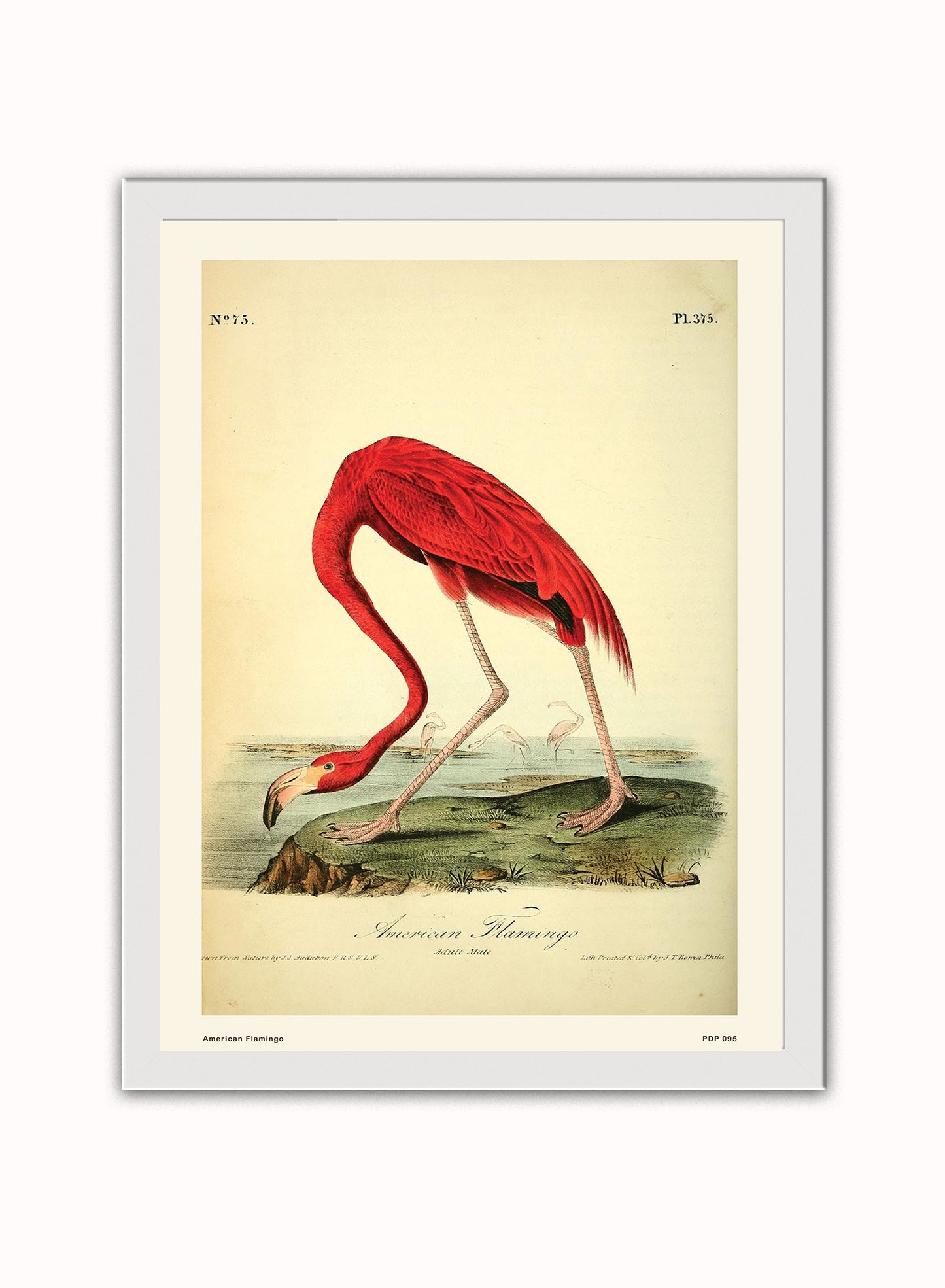 American Flamingo Natural History Vintage Poster Wall Art Print 30x40cm White Frame