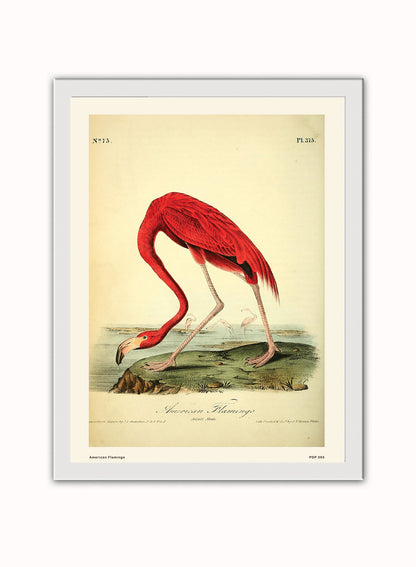 American Flamingo Natural History Vintage Poster Wall Art Print 30x40cm White Frame