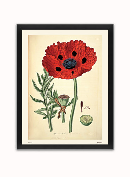 Poppy Natural History Vintage Poster Wall Art Print 30x40cm Black Frame