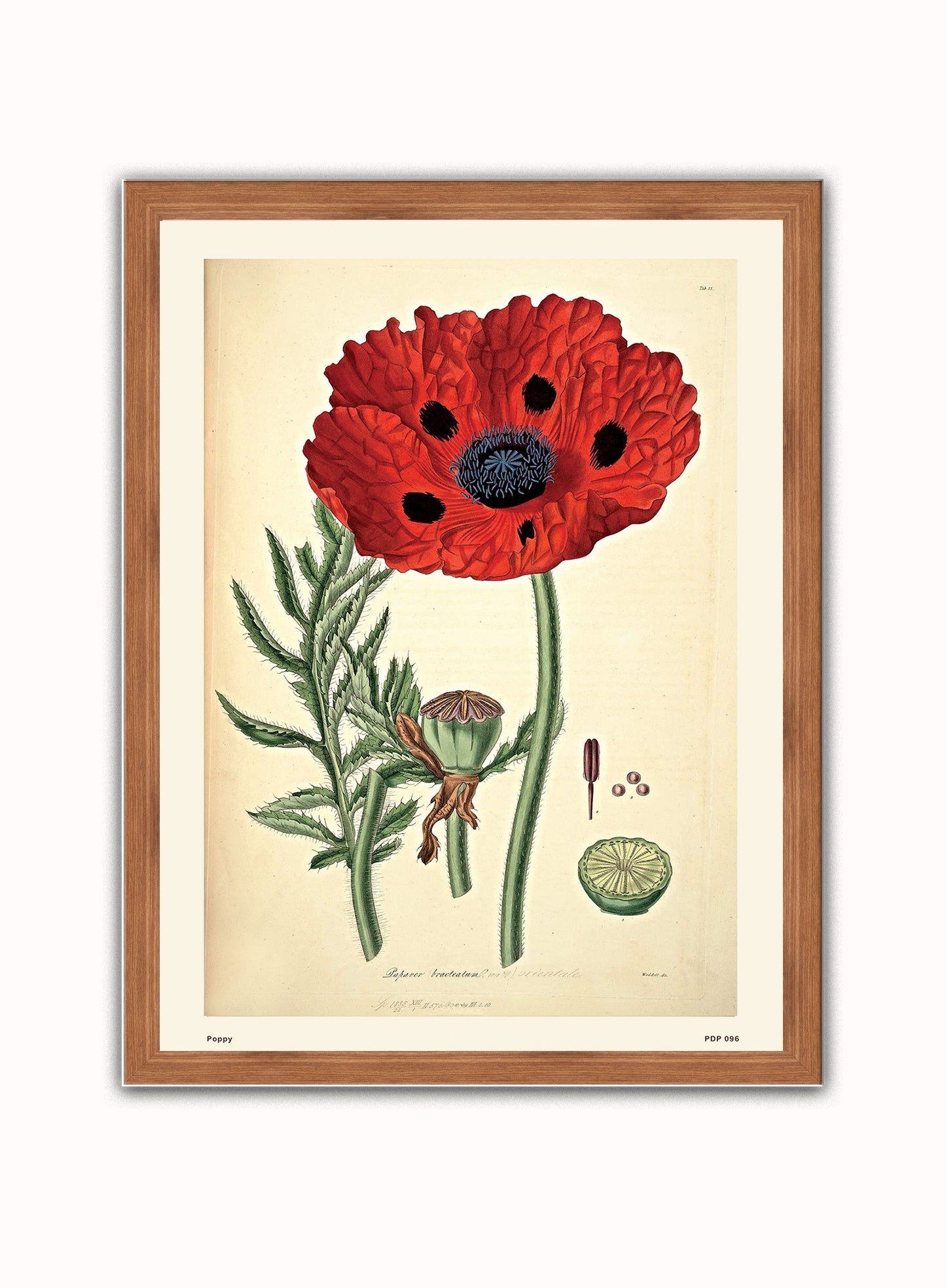 Poppy Natural History Vintage Poster Wall Art Print 30x40cm Dark Wood