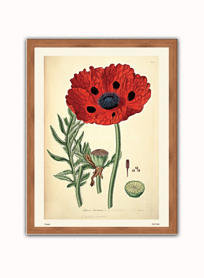Poppy Natural History Vintage Poster Wall Art Print 30x40cm Dark Wood