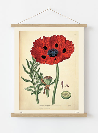 Poppy Natural History Vintage Poster Wall Art Print 30x40cm Hanger