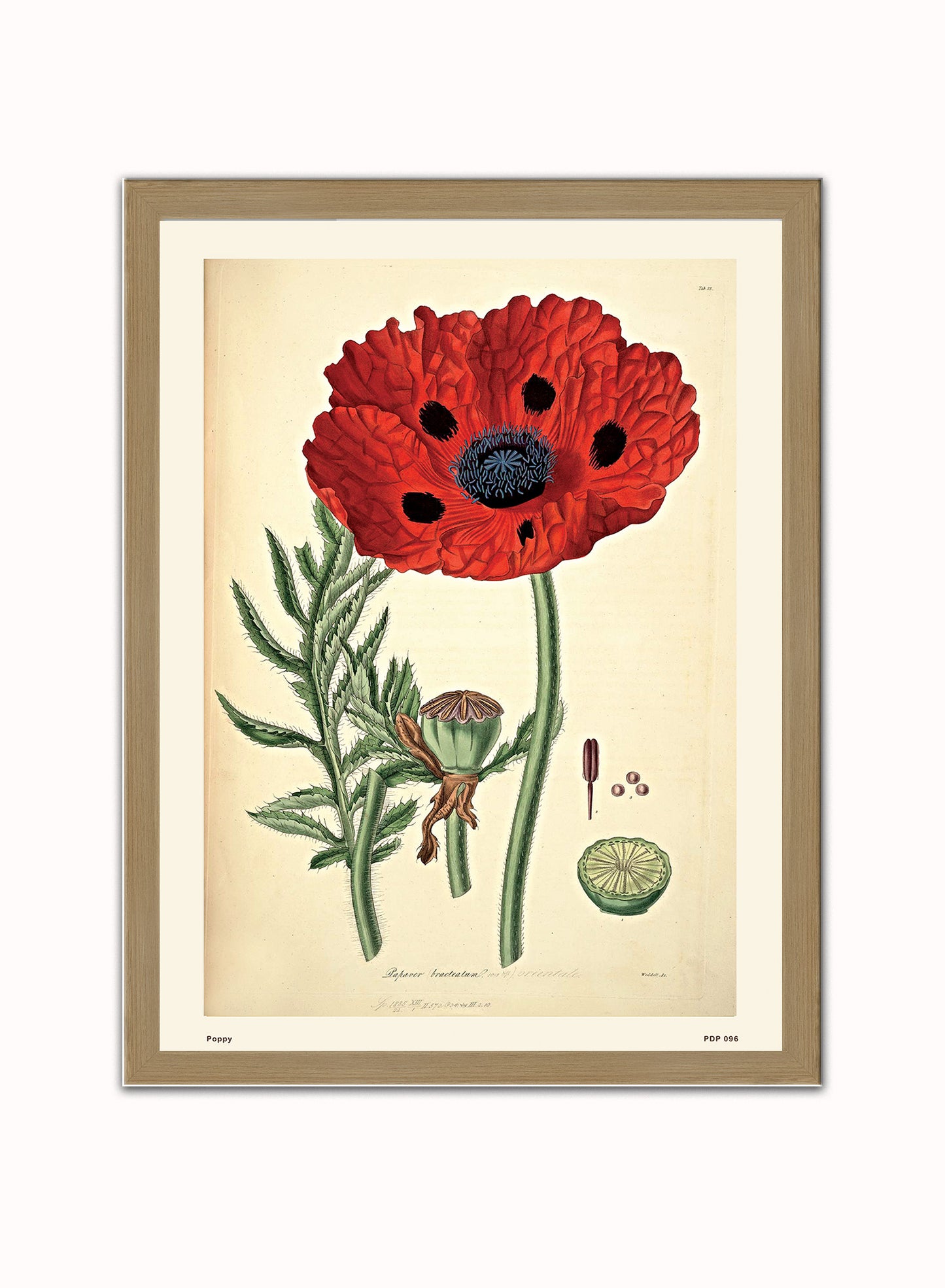 Poppy Natural History Vintage Poster Wall Art Print 30x40cm Light Wood